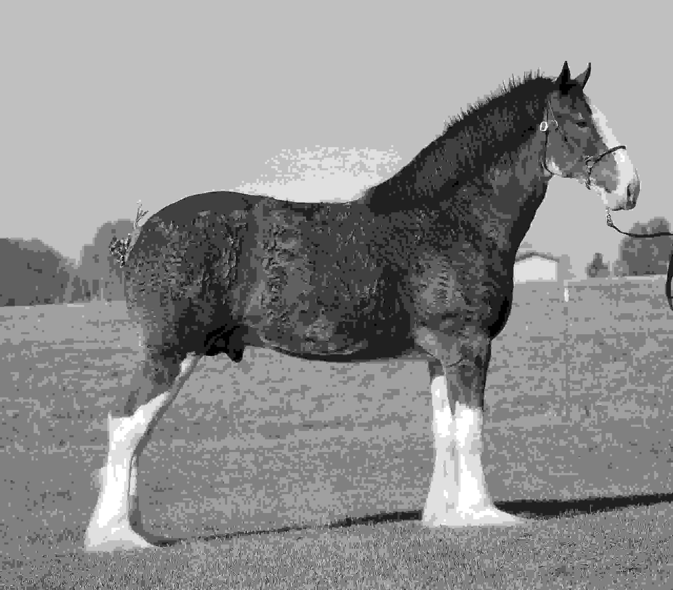 SEFClydesdales Soaring Eagle Farms